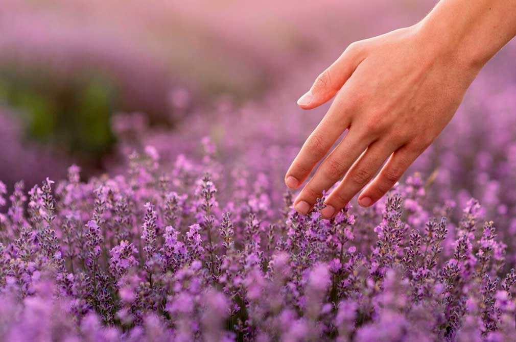 El Poder Ancestral de las Plantas: Purifica tu Energía con Sabiduría Natural